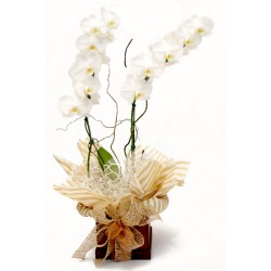 ORQUÍDEAS