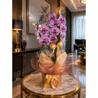OrquÍdea Phalaenopsis Plantada