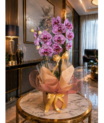 OrquÍdea Phalaenopsis Plantada