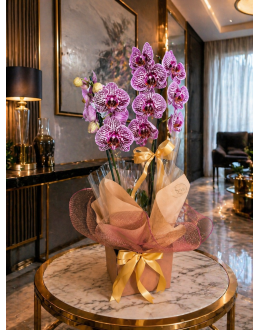 OrquÍdea Phalaenopsis Plantada