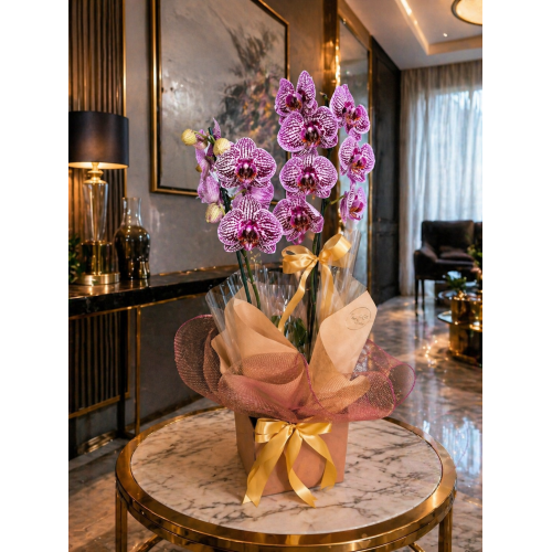 OrquÍdea Phalaenopsis Plantada