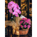Orquídea Encanto