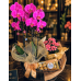 Orquídea Encanto