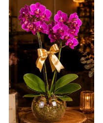 Mini Orquídea em cachepô de vidro