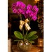 Mini Orquídea em cachepô de vidro
