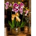 Mini Orquídea em cachepô de vidro
