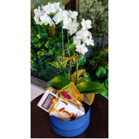 Orquídea Amandita