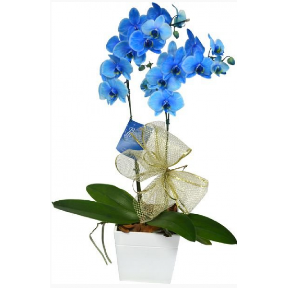 OrquÍdea Phalaenopsis Azul